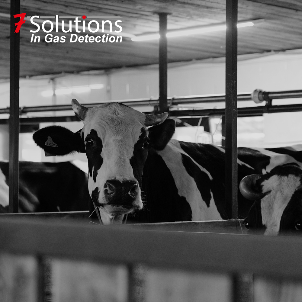 Koeienstal mest ammonia