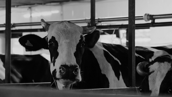 Uitstoot van gassen: Ammonia (NH3) op de boerderij